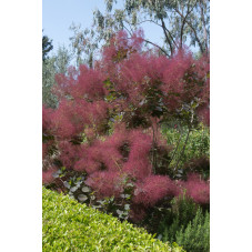 cotinus coggygria Flamissimo - arbre à perruque