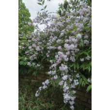 deutzia Mont rose taille adulte