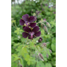 geranium vivace phaeum samobor