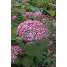 hortensia de Virginie Pink...