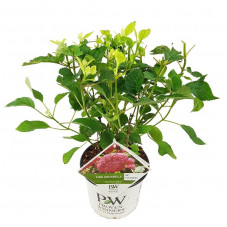 hortensia Pink Annabelle en pot de 3 litres