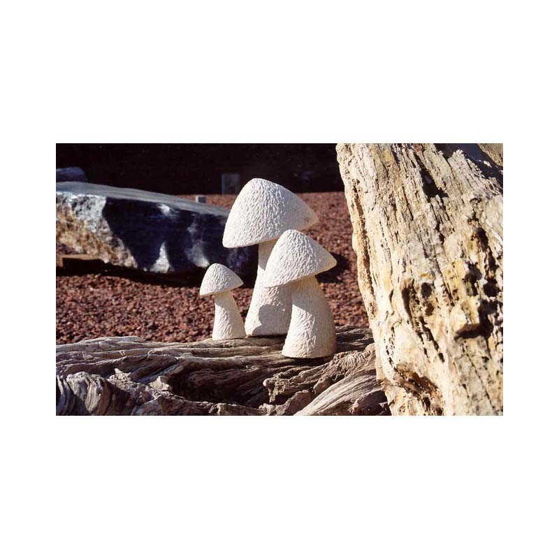 Champignons grés Champignons grés