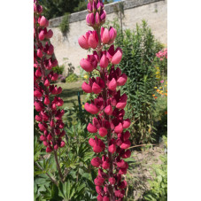 lupin Gallery Red