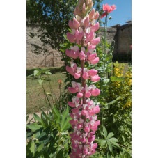 lupin Gallery pink