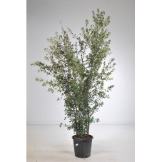 chêne vert 250/275 cm - pot de 50 litres