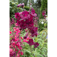 penstemon Rich Ruby