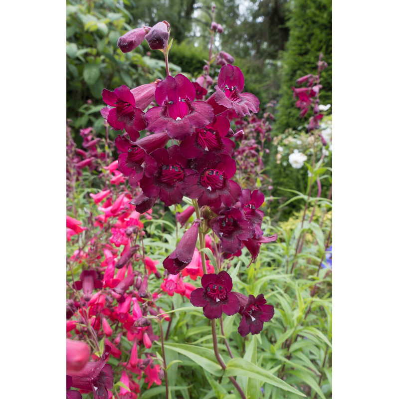 penstemon Rich Ruby penstemon Rich Ruby