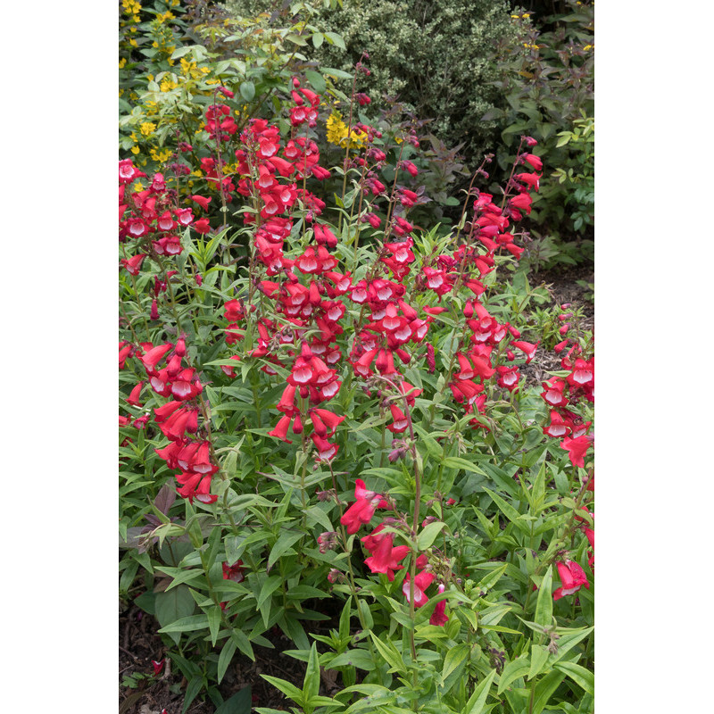 penstemon le phare - galane