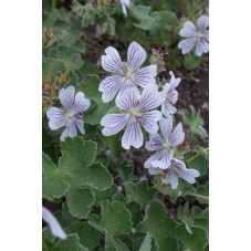 geranium renardii