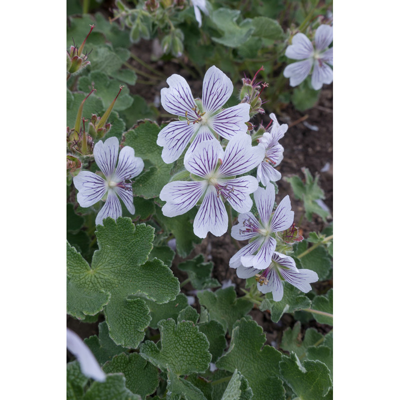 geranium renardii