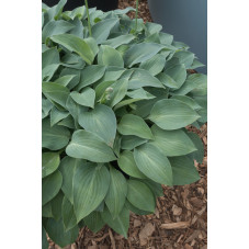 hosta blue cadet