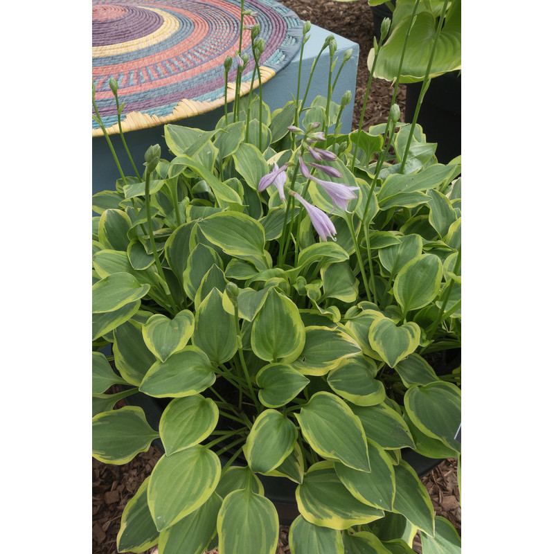 hosta panachée golden Tiara