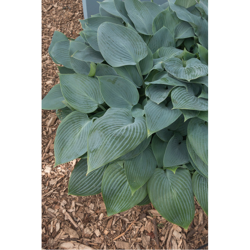 hosta halcion adulte