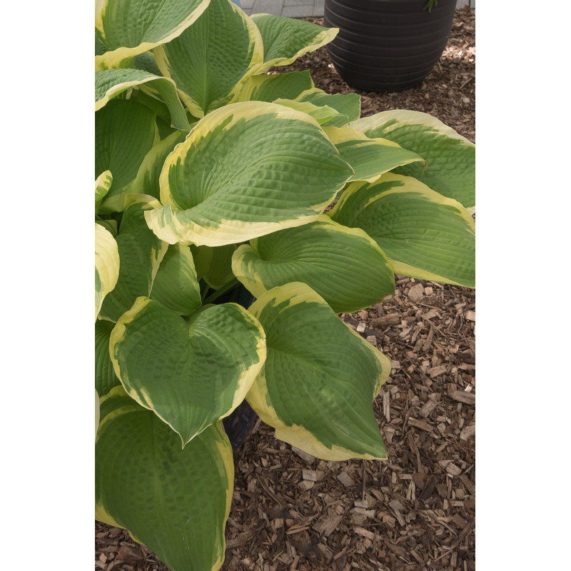 hosta twilight