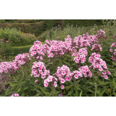 phlox paniculé Bright Eyes