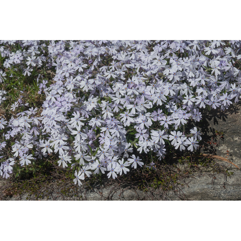 phlox subulata Emerald Cushion blue phlox subulata Emerald Cushion blue