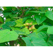 paulownia feuillage