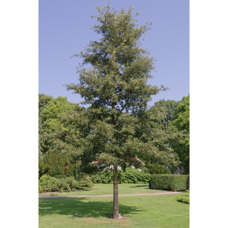 quercus cerris - chêne chevelu de Bourgogne