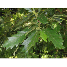 feuilles du chêne chevelu
