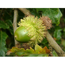 gland du chêne chevelu de Bourgogne