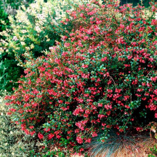 escallonia donard radiance