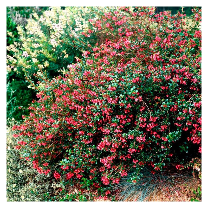 escallonia donard radiance