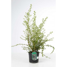 escallonia rose en pot de 3 litres