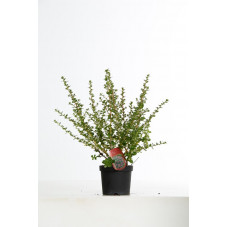 escallonia à fleurs rouges en pot de 3 litres