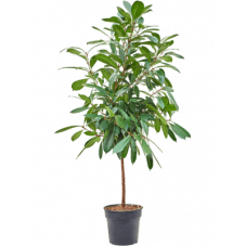 ficus tige 150 cm