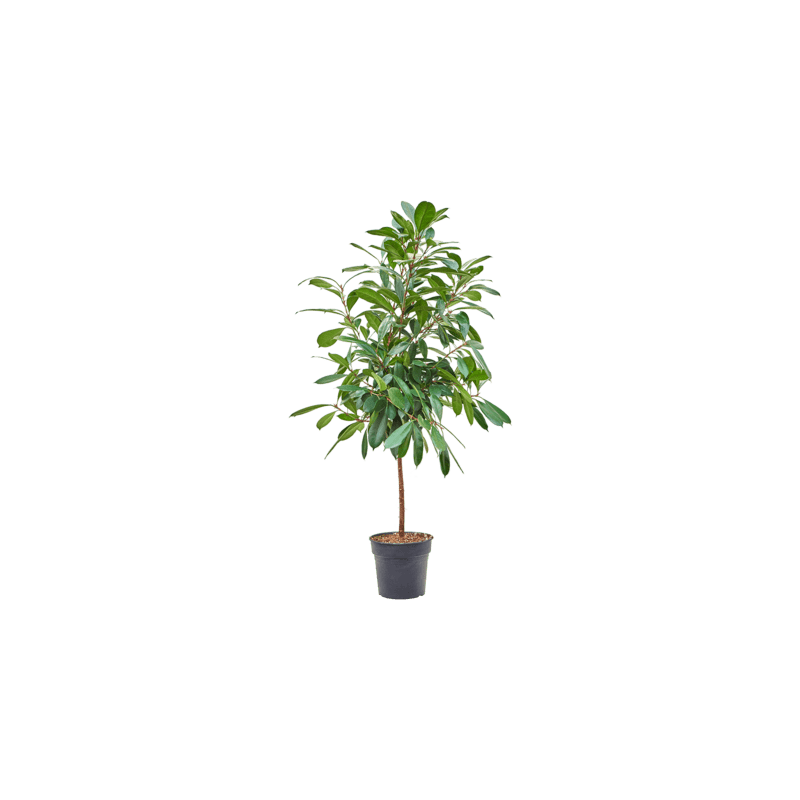 ficus tige 150 cm