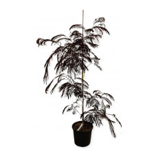 albizia pourpre 125/150 cm - pot de 20 litres