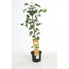 ginkgo - arbres aux quarante écus 60/70 cm pot de 5 litres
