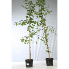 ginkgo - arbre aux quarante écus 140/150 cm