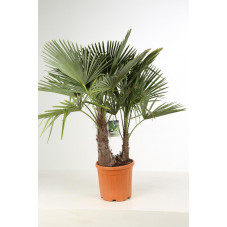 palmier de Chine 2 troncs 125 cm en pot de 25 litres