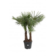 palmier de Chine 2 troncs 170 cm