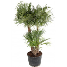 palmier de Chine multi-troncs 220/240 cm - pot de 160 litres