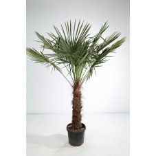 palmier de Chine tronc 100 cm - hauteur 200/220 cm