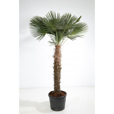 palmier de Chine tronc 150 cm - hauteur 225/250 cm
