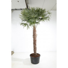 palmier de Chine tronc 200 cm - hauteur 285/310 cm