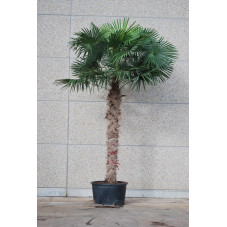 palmier de Chine troncs 250 cm - hauteur 325/350 cm
