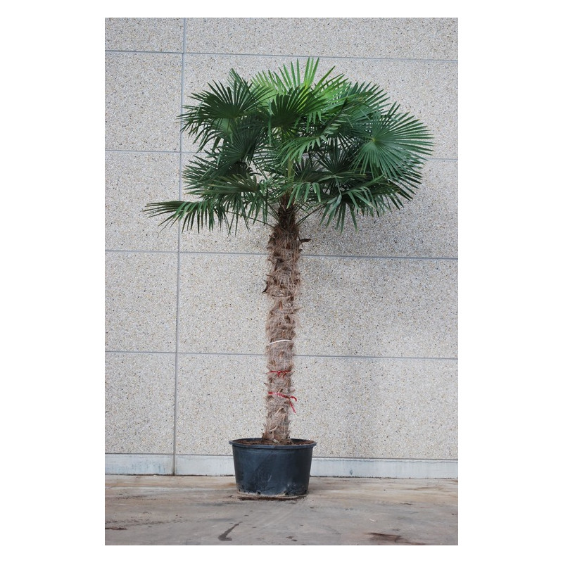 palmier de Chine troncs 250 cm - hauteur 325/350 cm