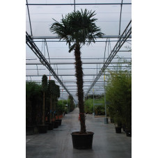 palmier de Chine tronc 350/400 cm