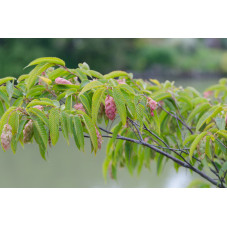 charme houblon - feuillage