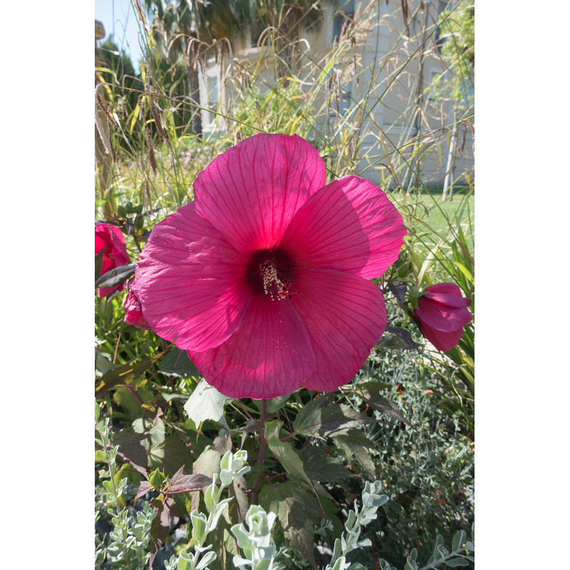 hibiscus rose des marais