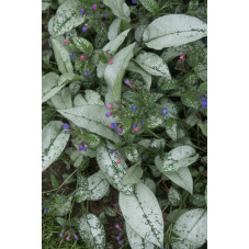 pulmonaire (pulmonaria) Mrs Moon