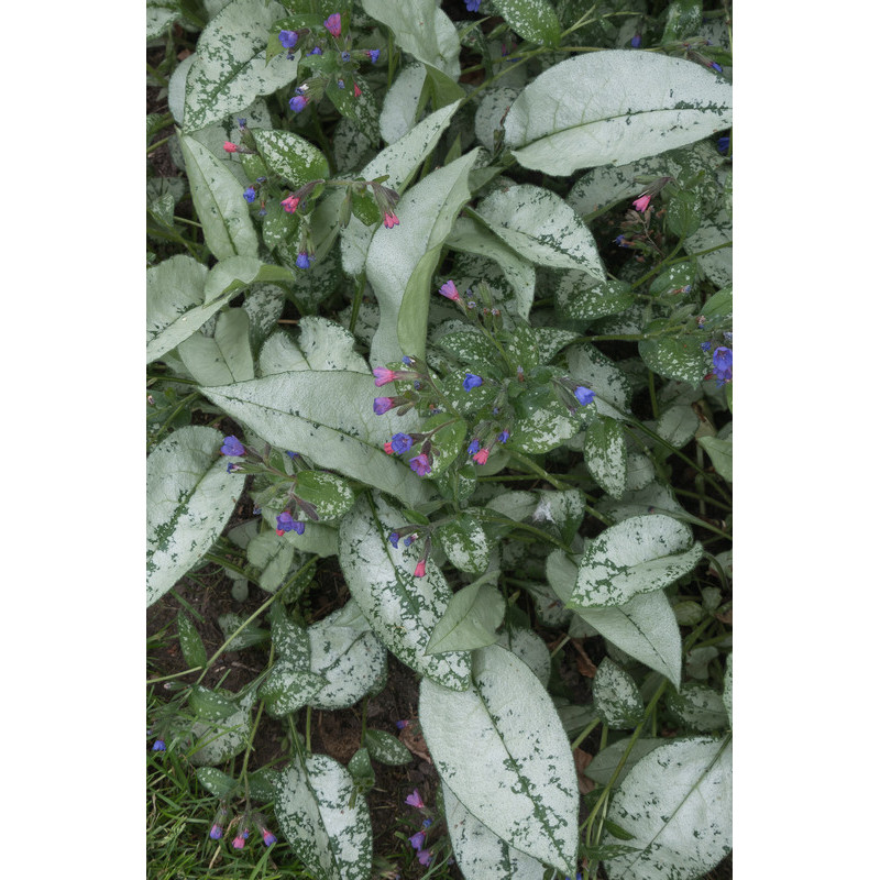 pulmonaire (pulmonaria) Mrs Moon