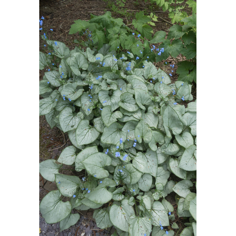 myosotis du caucase panaché - brunnera myosotis du caucase panaché - brunnera