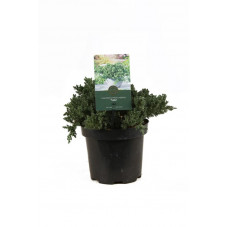 junipérus procumbens nana 30/+ cm - pot de 5 litres