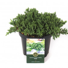 junipérus procumbens nana taille 35/+ cm pot de 10 litres