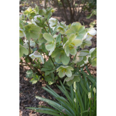hellebore Molly's White -...